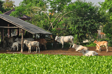 A group of cows resting in cattle farm - 127267913