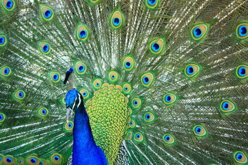 Obraz premium Peacock King