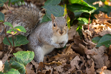 Squirrel sitting on the ground between leaves.