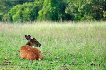 Barking deer or Muntjac of Khao Yai national park, Thailand