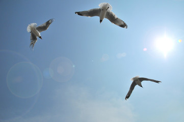 Black headed Gull flying on blue Sky. Birds Feeding