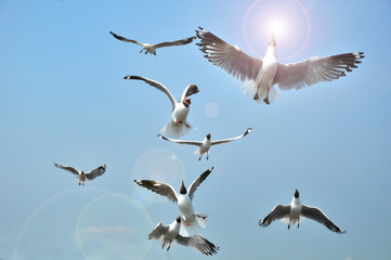Black headed Gull flying on blue Sky. Birds Feeding