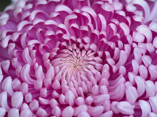 Obraz premium 菊の花