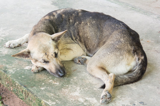 Thai  dog a sleep  on