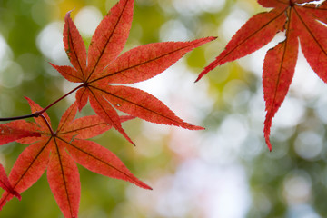 Red maple