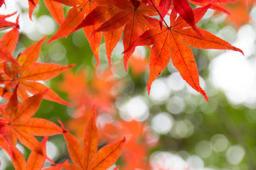 Red maple