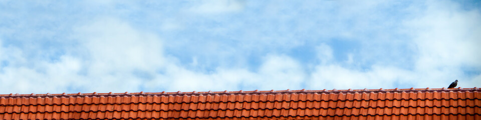 pigeon stand on roof and blue sky white cloud
