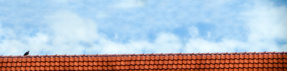pigeon stand on roof and blue sky white cloud