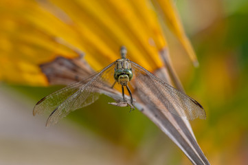 Green Marsh Hawk dragonfly, Orthetrum sabina (Order: Odonata, Family: Libellulidae) on a leaf