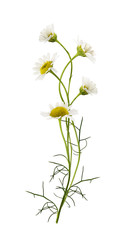 Daisy flowers bouquet