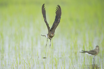 Oriental pratincole , beautiful bird