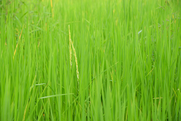 Naklejka premium Rice flower.