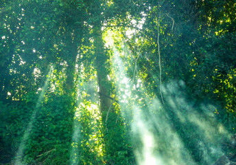 green forest with sunlight