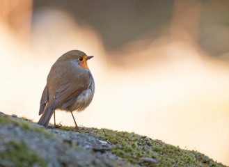 Robin (erithacus rubecula).  a cute little popular bird.