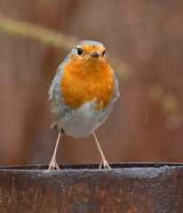 Robin (erithacus rubecula).  a cute little popular bird.
