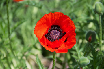 red poppy on a green field