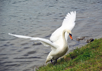 White swan gets out of the water and spreads its wings