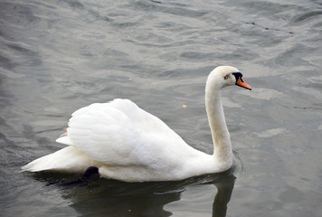 Naklejka na ściany i meble White swan bird swimming on the river 