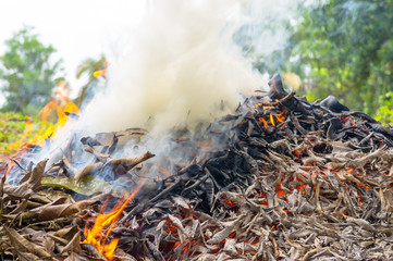 Burning dry leaf fallen - Environmental and air pollution issues