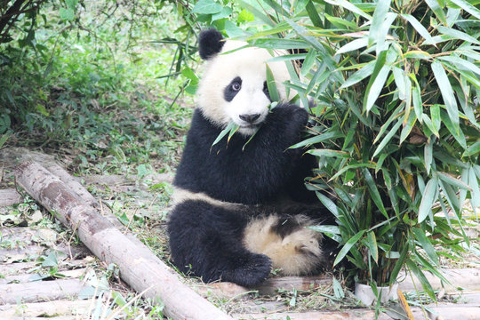 Baby Panda is eating Bamboo Leaves