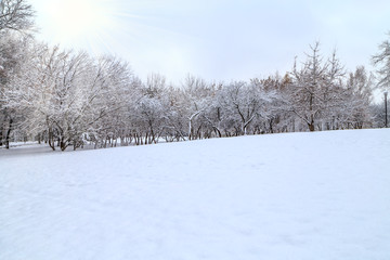 Obraz premium городской парк зимой