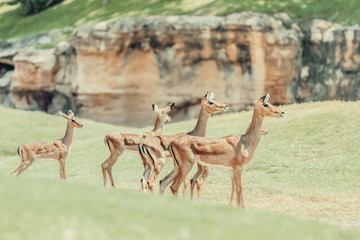 African Impala (Aepyceros Melampus) Antelope