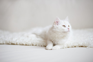 white cat - 127274148