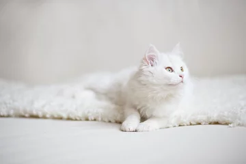 Papier Peint photo Lavable Chat chat blanc