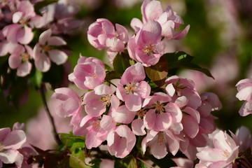 Beautiful pink apple tree in the garden in spring