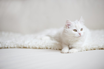 white cat - 127274186