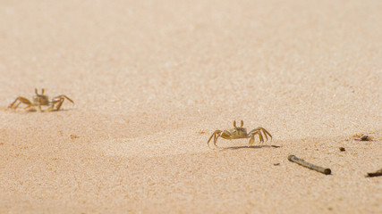 Crab on the beach of Sri Lanka.