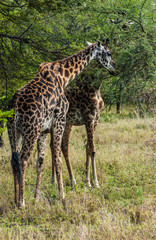 Naklejka na ściany i meble african girafe in kenya safari 2