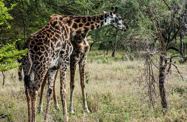 african girafe in kenya safari