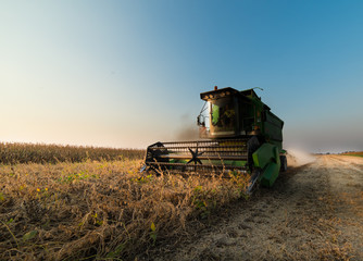 soybean harvest in autumn