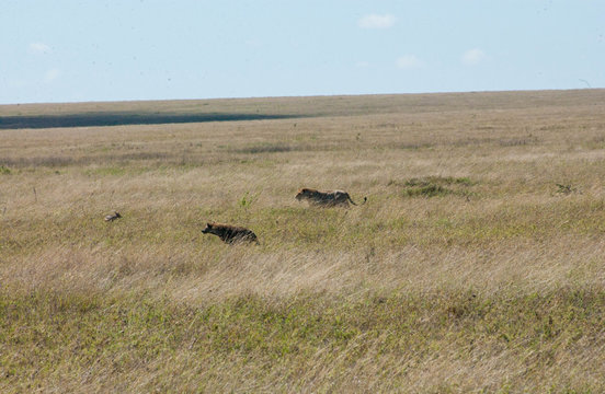 Fox Vs Hyena Vs Lion, The African Standoff, Not Mexican Standoff