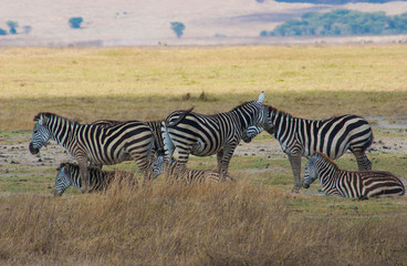 Fototapeta na wymiar zebras posing for me