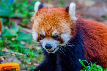 Red panda (Ailurus fulgens) eating pumpkins