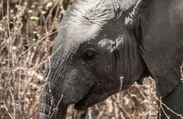 baby elephant from tanzania congo safari 4