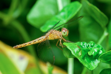 Black-tailed Skimmer (Orthetrum cancellatum), juvenile dragonfly on a leaf
