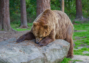 Obraz premium Brown Bears