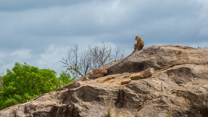 Obraz premium Monkey on a rock
