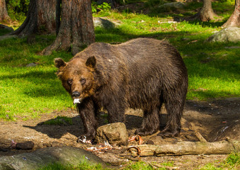 Obraz na płótnie Canvas Brown Bears