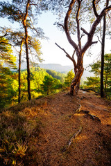 Fototapeta premium Dahner Felsenland