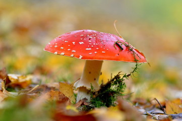 mushroom in the garden in autumn