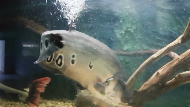 Clown featherback in decorated Aquarium stock footage video
