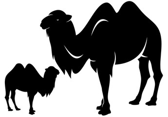 bactrian camel outline and silhouette - black and white vector design 