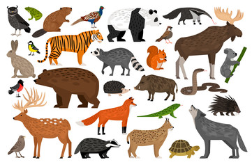 Collection of Forest wild animals