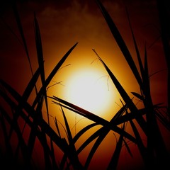 Abstract silhouette figure with sunrise and grass