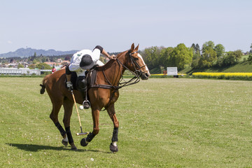 cavalli per il gioco del polo su prato in Svizzera