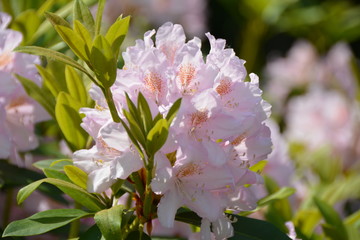 Beautiful delicate pink rhododendron flowers 